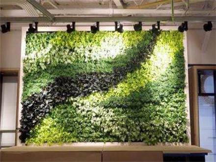 植物牆
