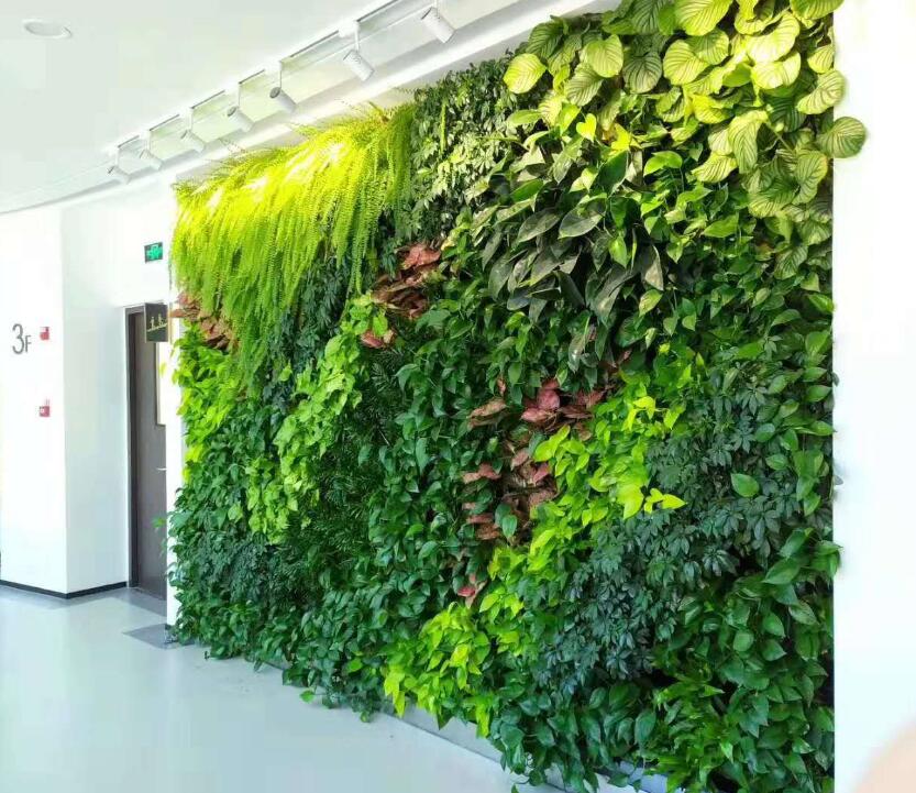 植物牆