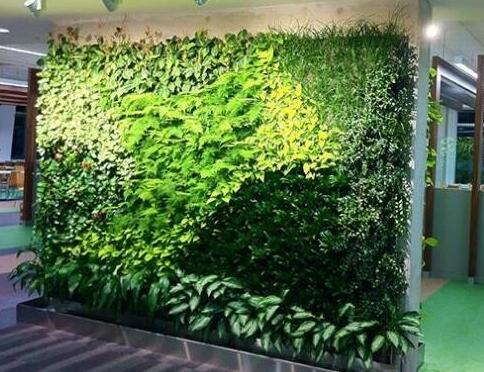 植物牆