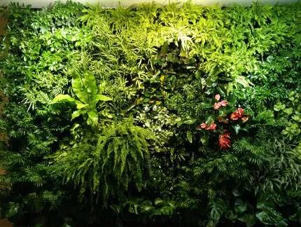 植物牆
