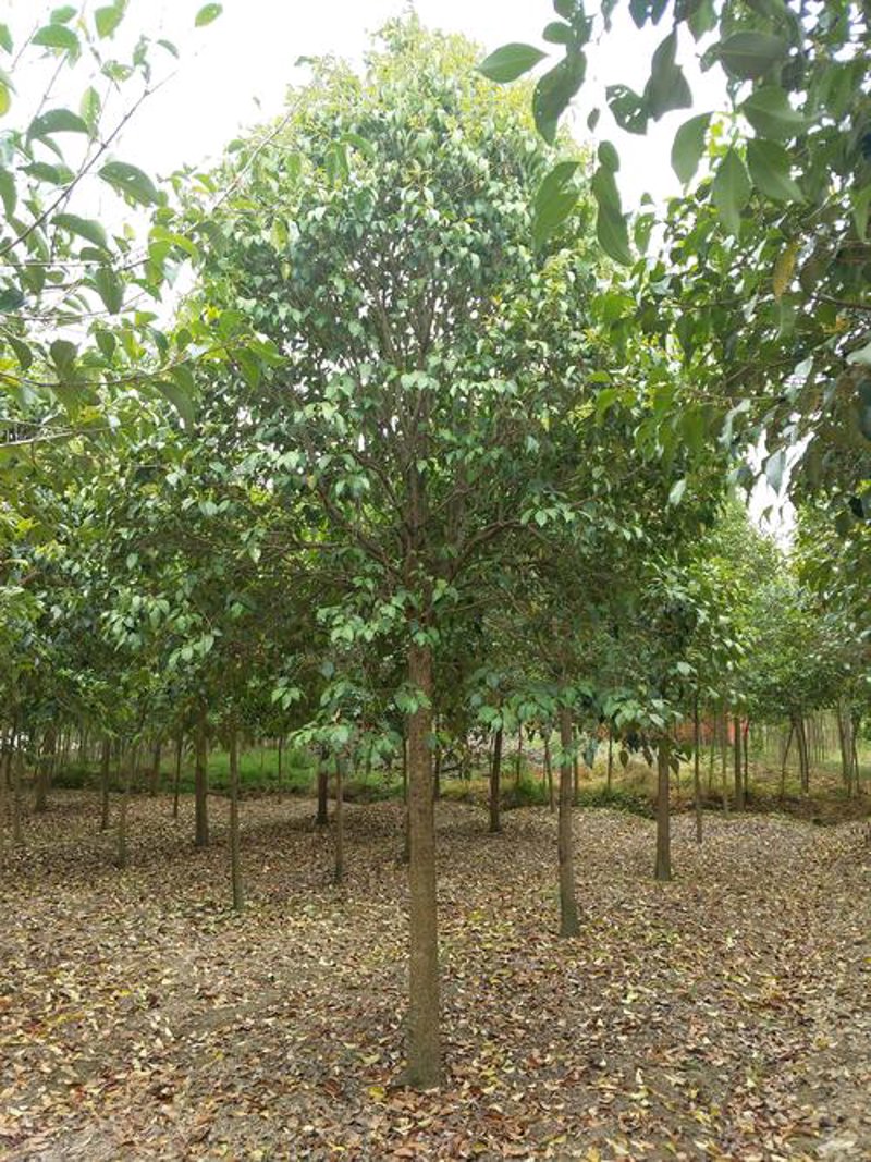 果树苗市场：新机遇下的生态选择