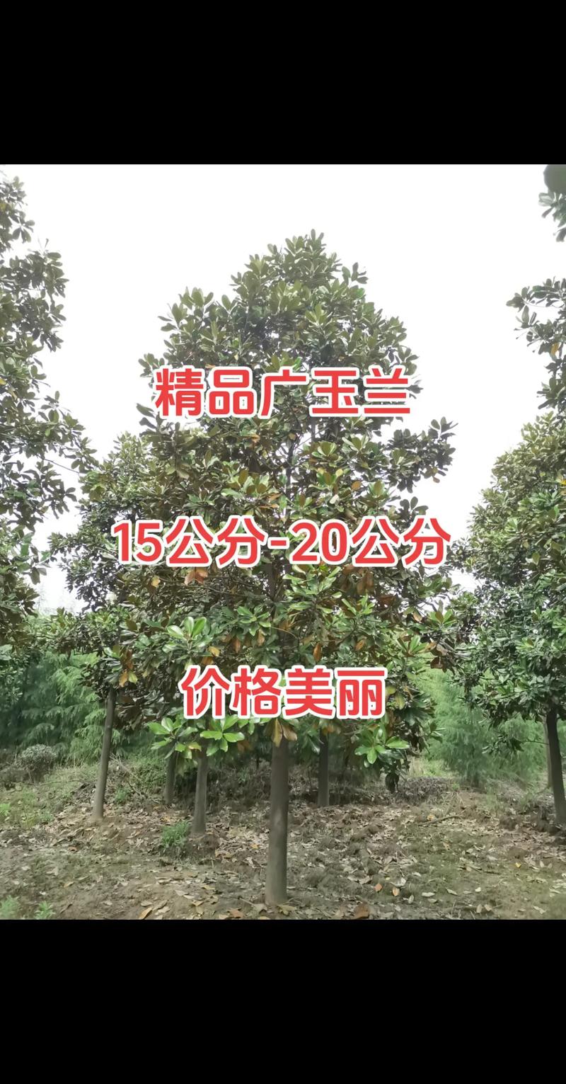 选购绿化苗木，一目了然的批发指南