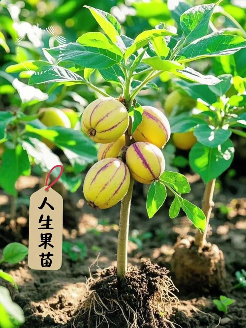果树苗