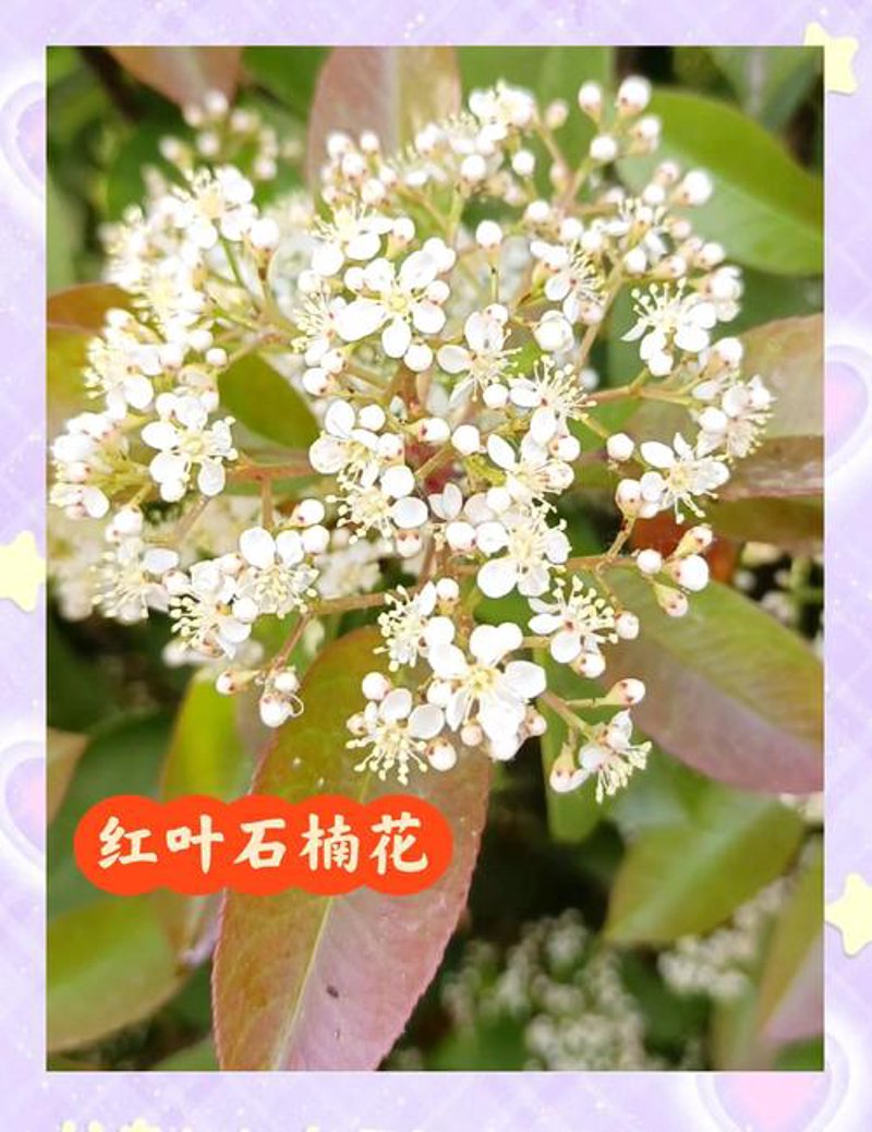 浦口苗圃