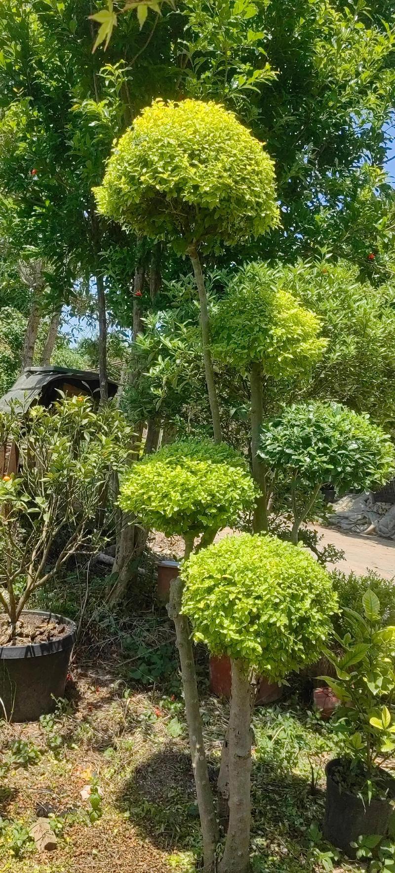 浦口苗圃：绿化城市的绿色风景线